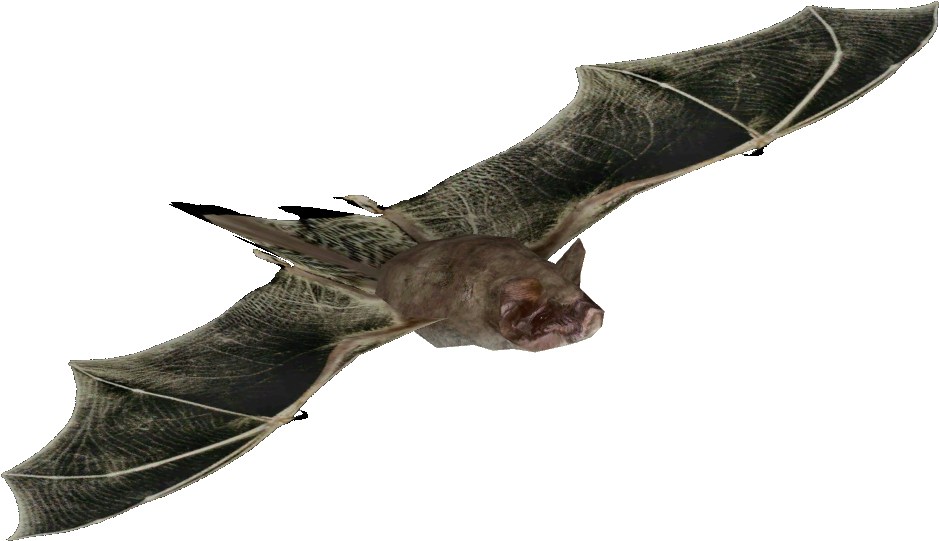 Mexican Free-tailed Bat - Wiki (938x938), Png Download