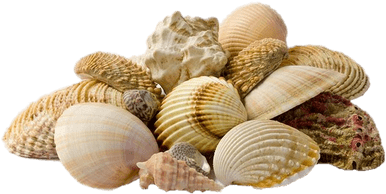 Shell Transparent Seashell - Seashell (400x400), Png Download