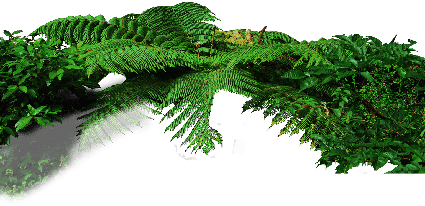 Jungle Leaves Png Clipart Leaf (900x438), Png Download