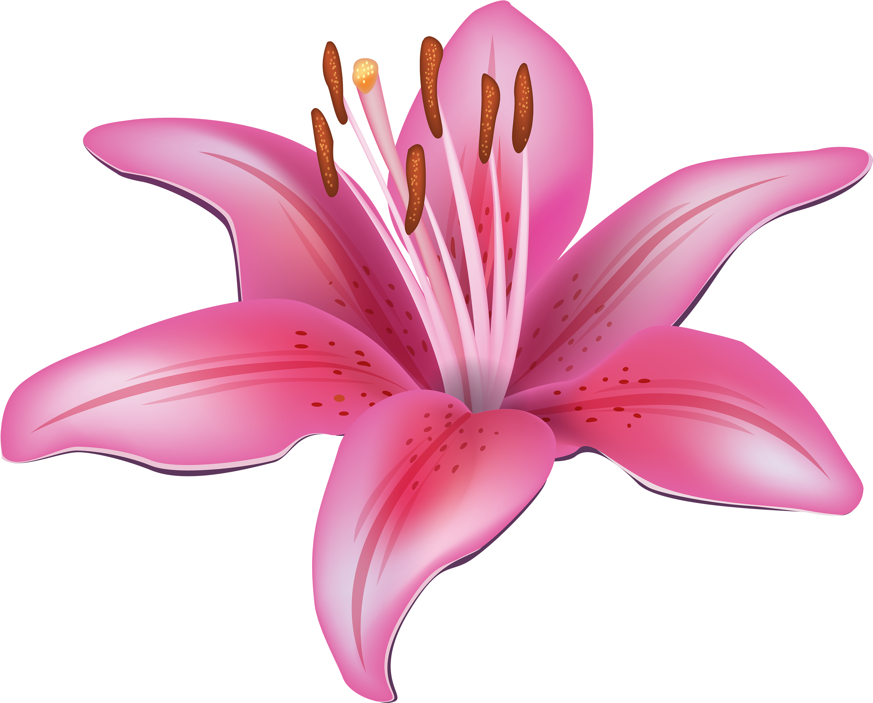 Pink Lily Flower Png Clipart - Lily Flower Clip Art (500x401), Png Download