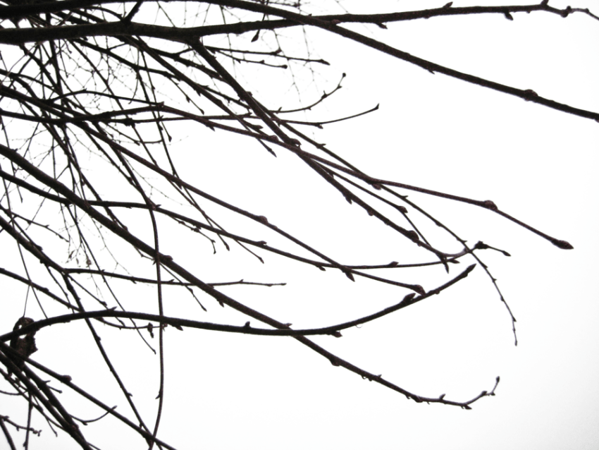 Free Png Branch Free Png Images Transparent - Branch Shadow Png (850x638), Png Download