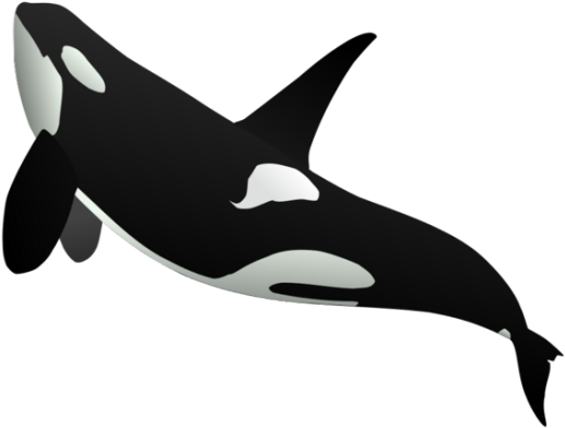 Killer Whale Png - Whale Png (576x436), Png Download