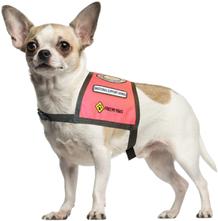 Gold Emotional Support Animal Identification Kit - Service Dog Chihuahua (400x400), Png Download