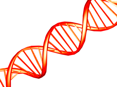 Dna Vector Png Vector Royalty Free Stock - Red Dna Png (400x300), Png Download