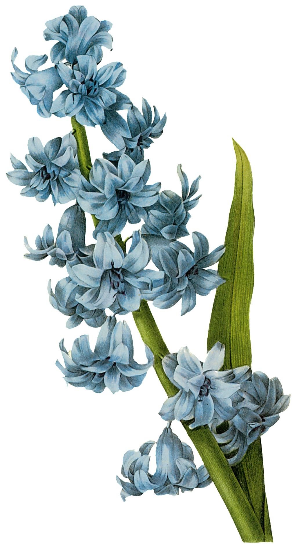 Hand Painted Flowers Picture Of Orchid - Hyacinth Botanical Drawing (1024x1888), Png Download