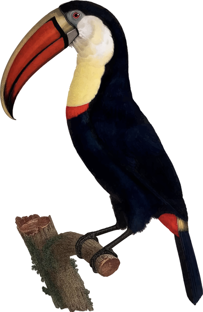 Toucan - Giclee Painting: Levaillant's Hand Coloured Engraving (651x1000), Png Download