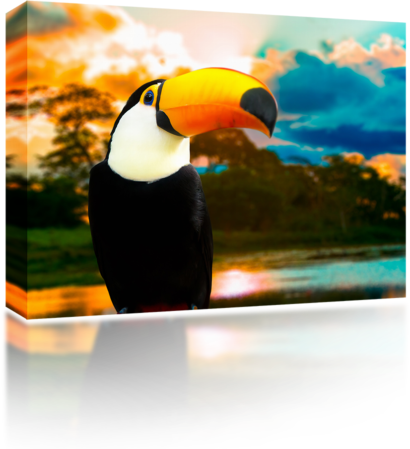 Toucan (1024x1024), Png Download