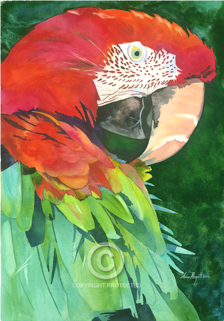 World Renowned And Award Winning Watercolor Artist - Macaw (1000x630), Png Download