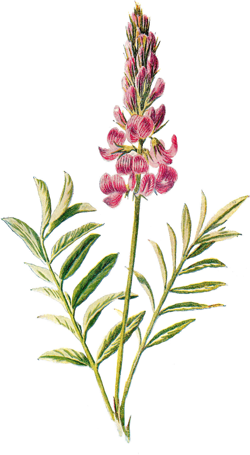 Wildflower Vector Illustration - Vintage Wildflower Illustration (962x1600), Png Download