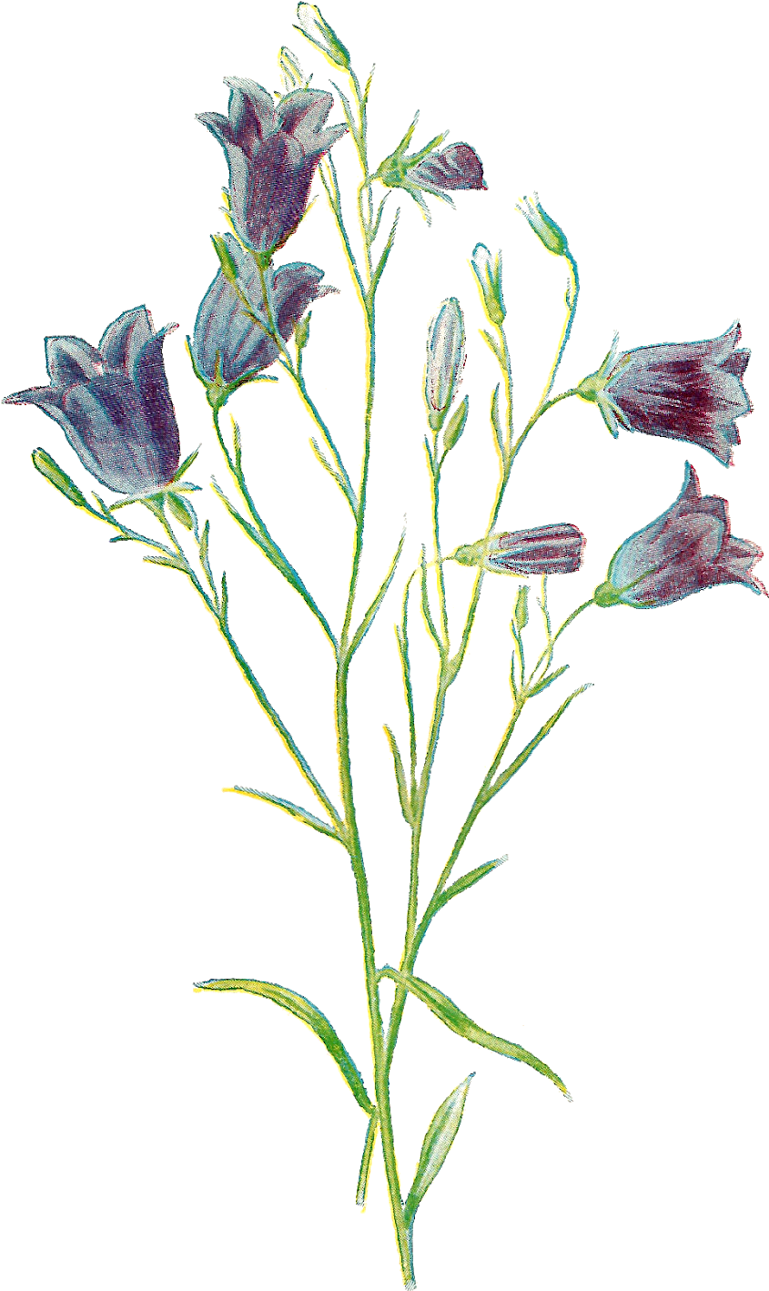 Wildflower Harebell Artwork Download Png - Hare-bell Poster Print By Gwendolyn Babbitt (1054x1600), Png Download