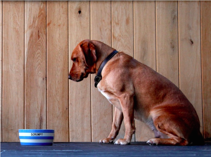 Dog Bowl - Hunting Dog (700x700), Png Download