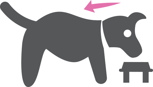 Elevated Pet Bowl - Pet (526x300), Png Download