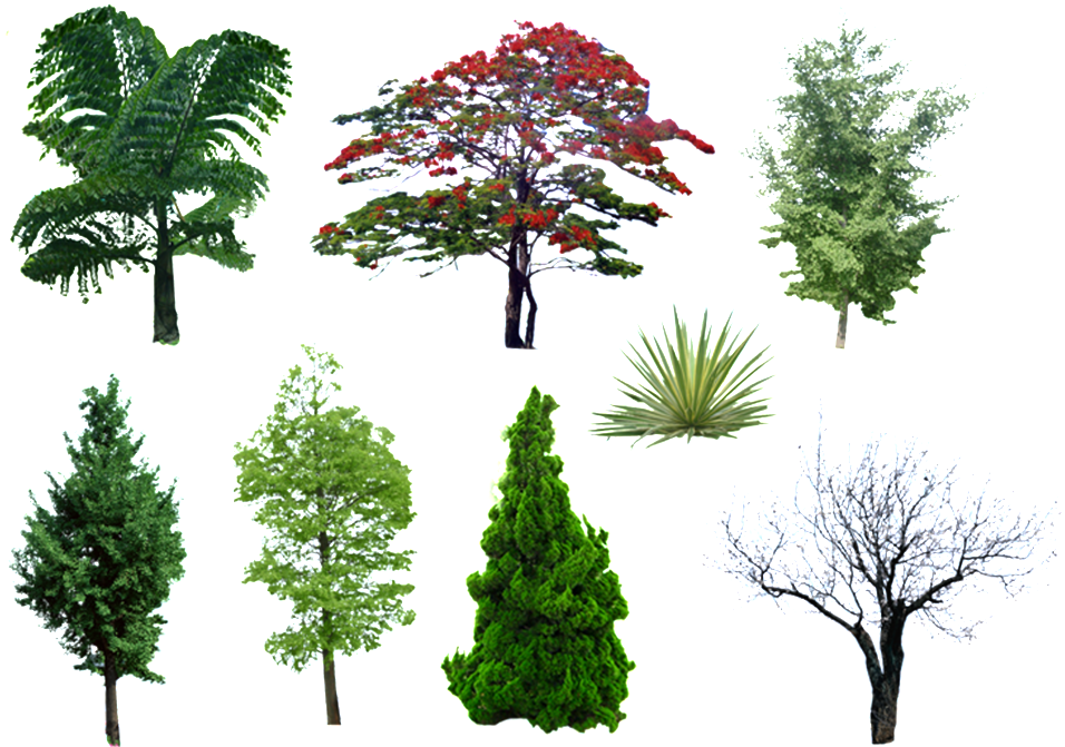 Ocho Tipos De Árbol Verde Paisaje Png Estetico - 效果 图 (1024x1024), Png Download