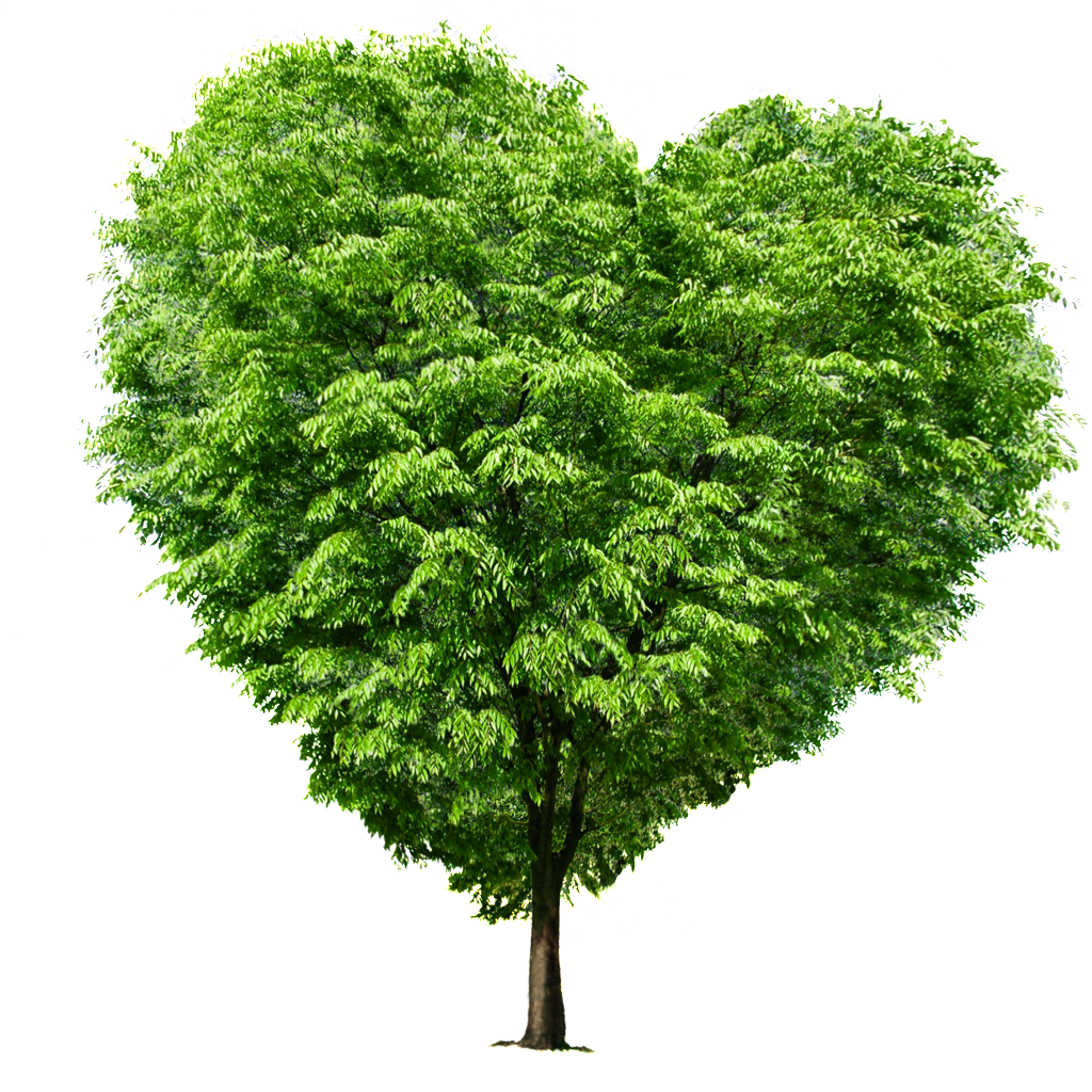 De Alta Definicion De Árbol Corazón Verde - Tree With White Background (1024x1024), Png Download