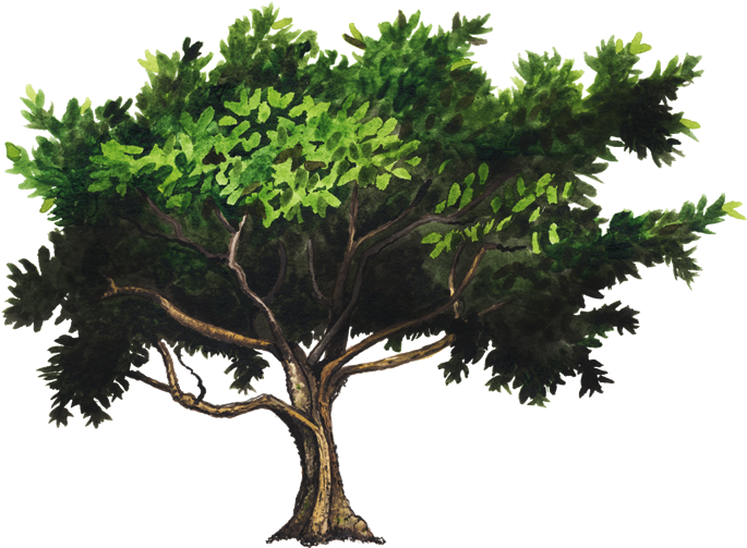 Arbol De Guayaba Png (750x502), Png Download