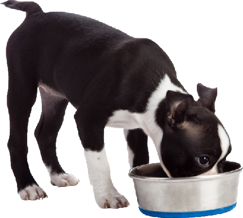 Adults Amounts To Feed Will Vary Depending Upon Age, - Dog And Food Bowl (500x449), Png Download