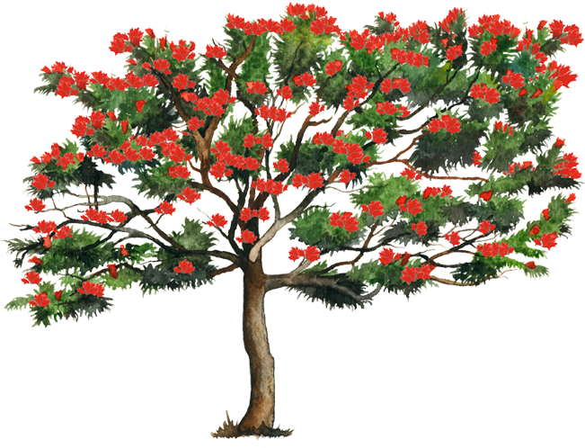 Www - Biodiversidad - Gob - Mx - Arbol Tulipan Africano Png (750x502), Png Download