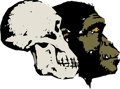 Evolution Skull Head Old Artifact Excavati - “after Its Kind” (456x340), Png Download