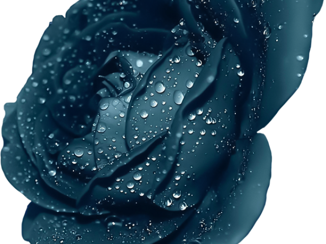Blue Flower Clipart Blue Rose - Dark Blue Rose Flower (640x480), Png Download