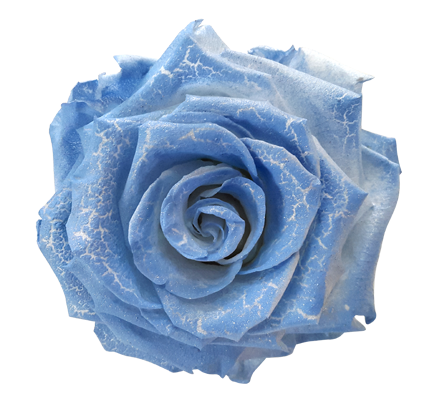 Ecuador Flower Rose, Ecuador Flower Rose Manufacturers - Blue Rose (500x400), Png Download