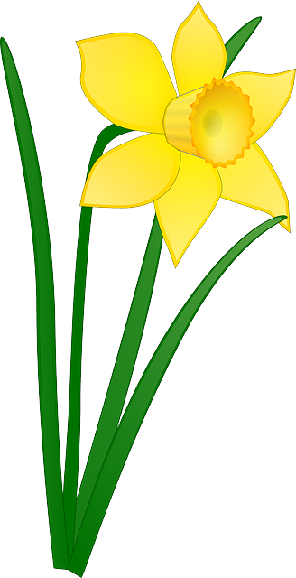 Yellow Flower With White Middle Clip Art At Clker - Daffodil Clipart (328x640), Png Download