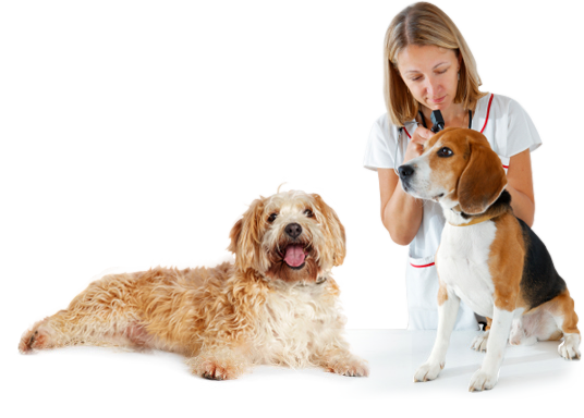 Take Action Now On Your Dog's Ear Infection - Dog (536x384), Png Download