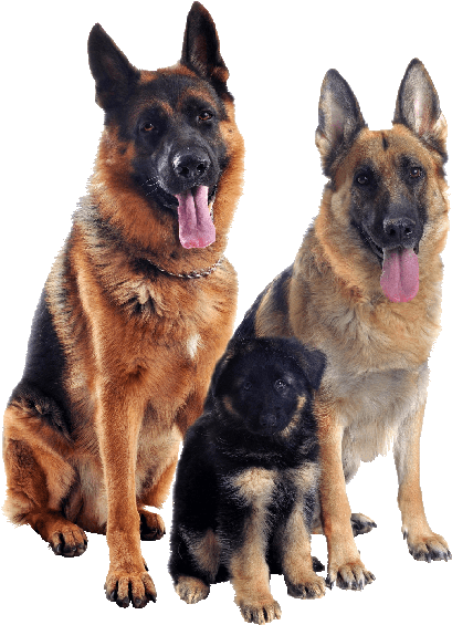 In The Ear Canal, Bringing Benefit To The Strengthening - German Shepherd Necklace Circle Charm (578x600), Png Download