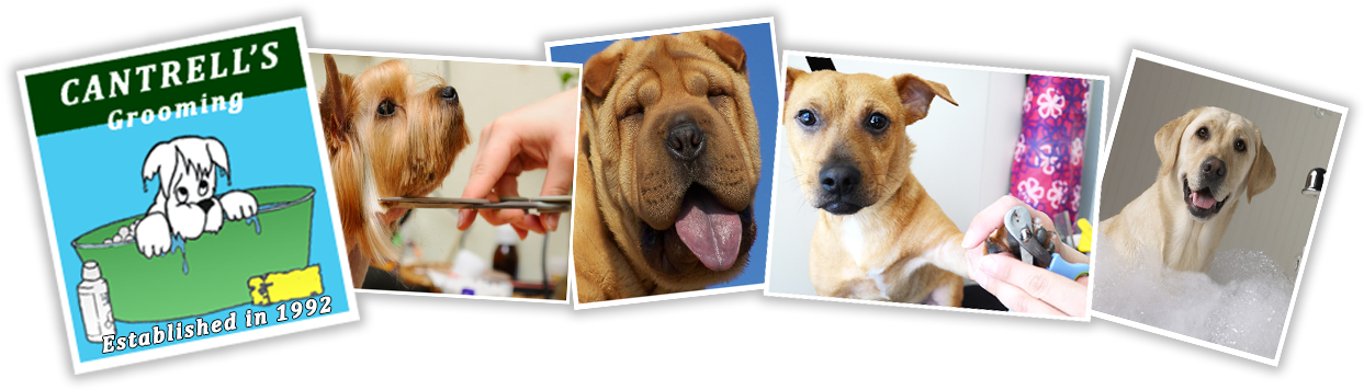 Call Now For Your Dogs Appointment 835-2125 - Start A Home-based Pet Grooming Business - Trade Paperback (1311x380), Png Download
