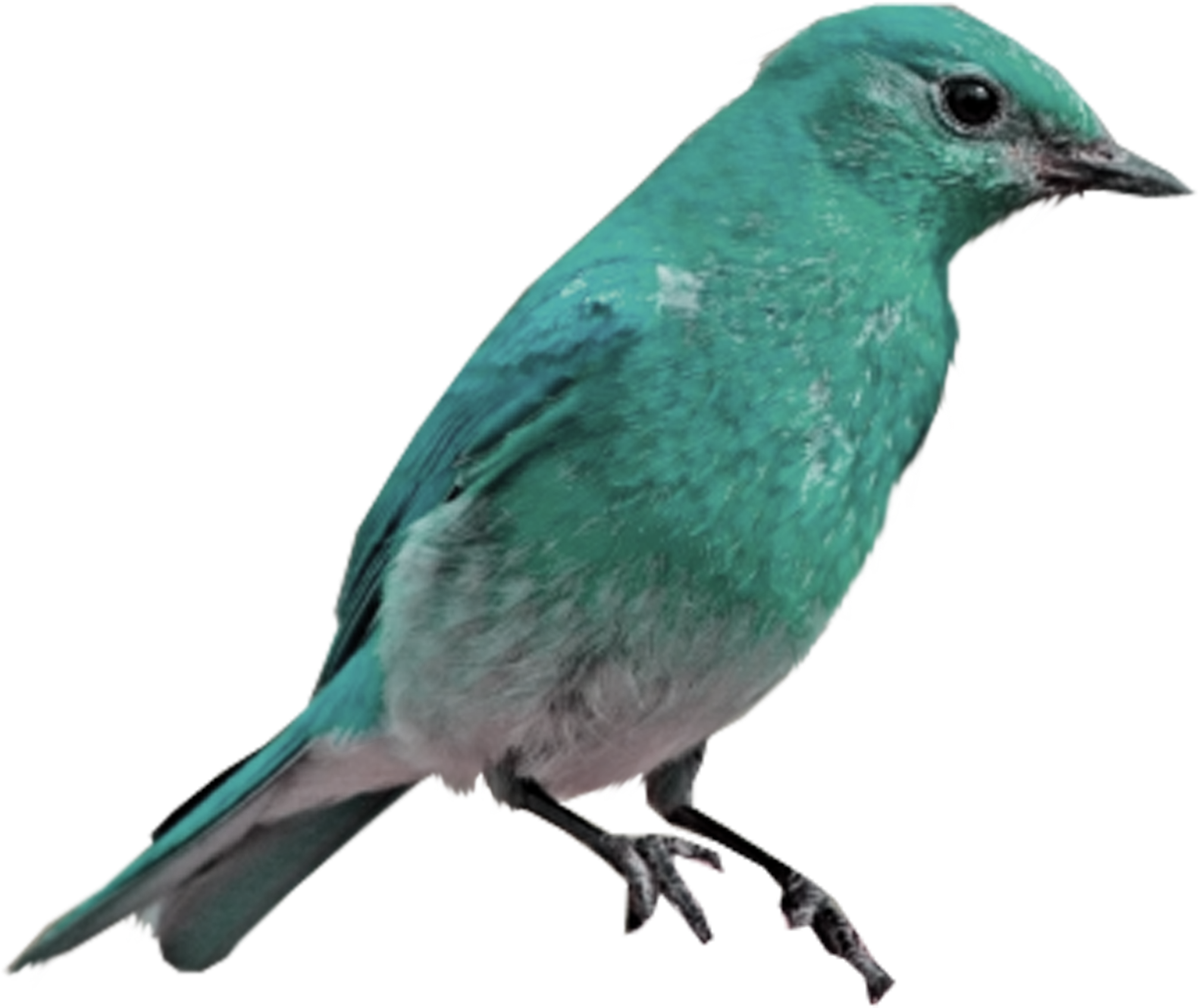 Mountain Bluebird Western Bluebird Eastern Bluebird - Bluebird Png (2149x2135), Png Download