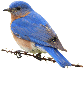 Bluebird Png