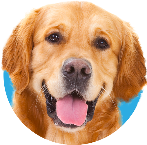 Lb Icon Doggo - Inspiredcases Golden Retriever Case - Iphone 8 (509x509), Png Download