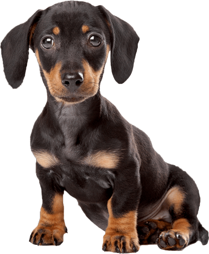 Happy Birthday With Dachshunds Full Size Png Download Seekpng