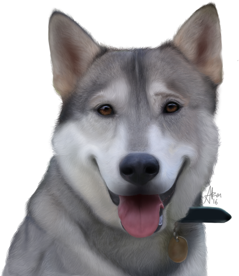 25 Nov - Sakhalin Husky (560x617), Png Download