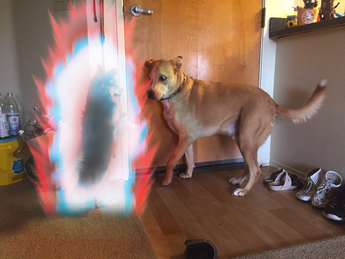 "for You See Buster, You're Not Dealing With The Average - Companion Dog (1200x900), Png Download