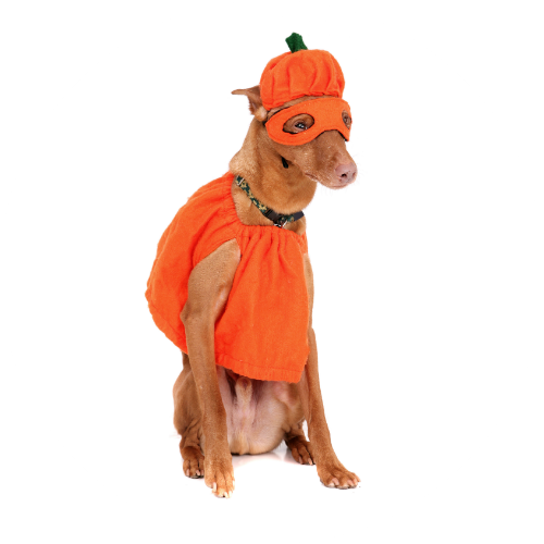 Everything You Need To Know About Halloween 2017 In - Costume (500x500), Png Download