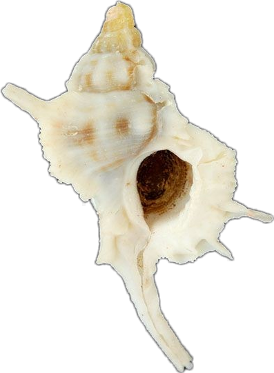 Conch (397x541), Png Download