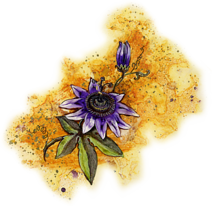 Catholicflowers - Com - African Daisy (428x415), Png Download