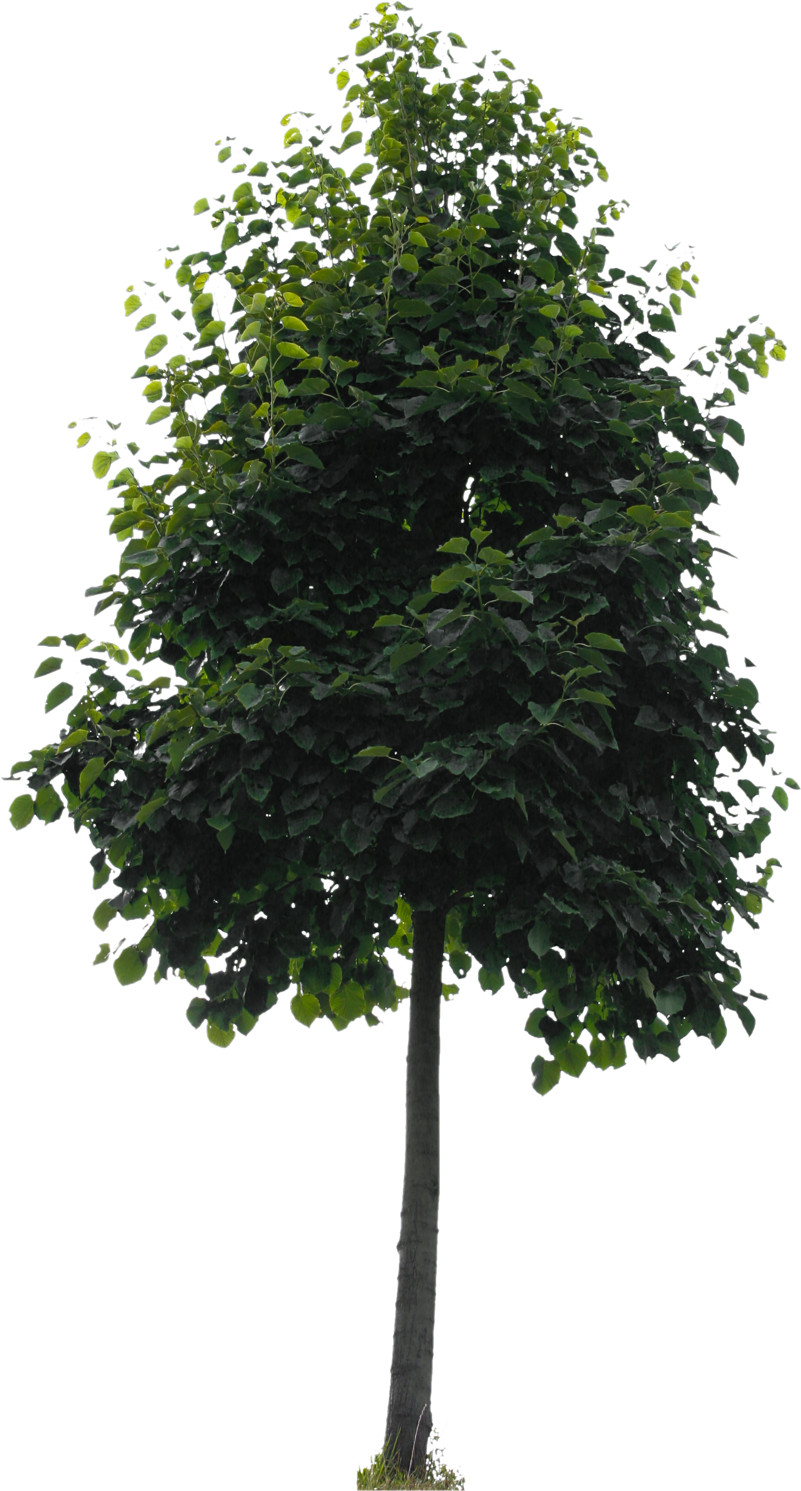 Small Tree Png (2304x3107), Png Download