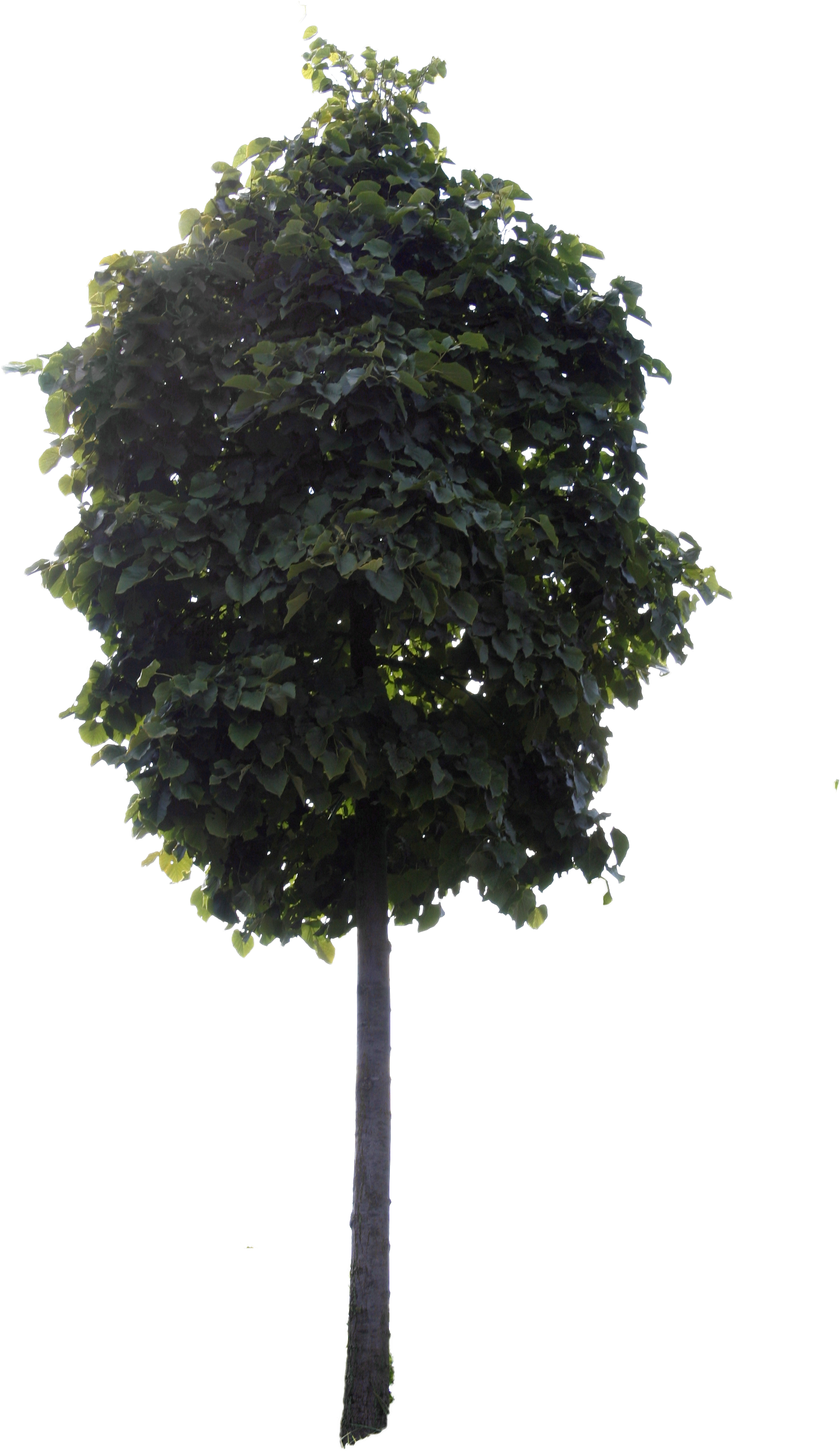 Small City Tree (2304x3456), Png Download