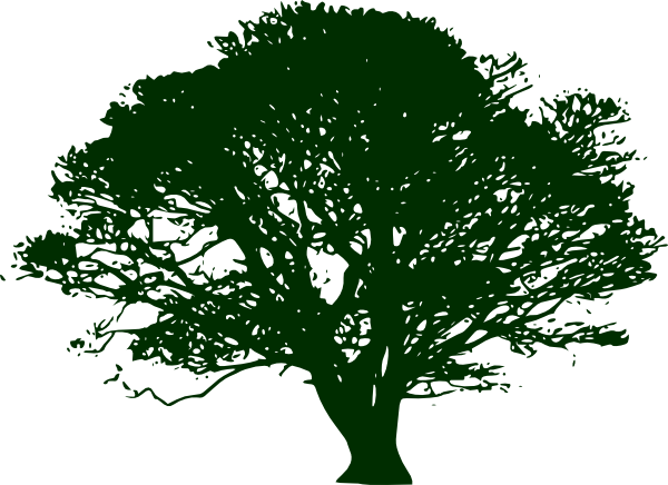 Image Transparent Tree Png Images Pluspng Small Medium - Olive Tree Black And White (600x436), Png Download