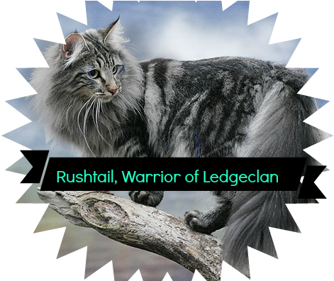 Grey Norwegian Forest Cat On Tree - Abki Baar Modi Sarkar Logo (600x395), Png Download