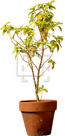 Small Potted Tree - Tree (450x450), Png Download