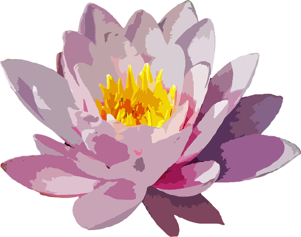 Water Lily Vector Png (609x480), Png Download