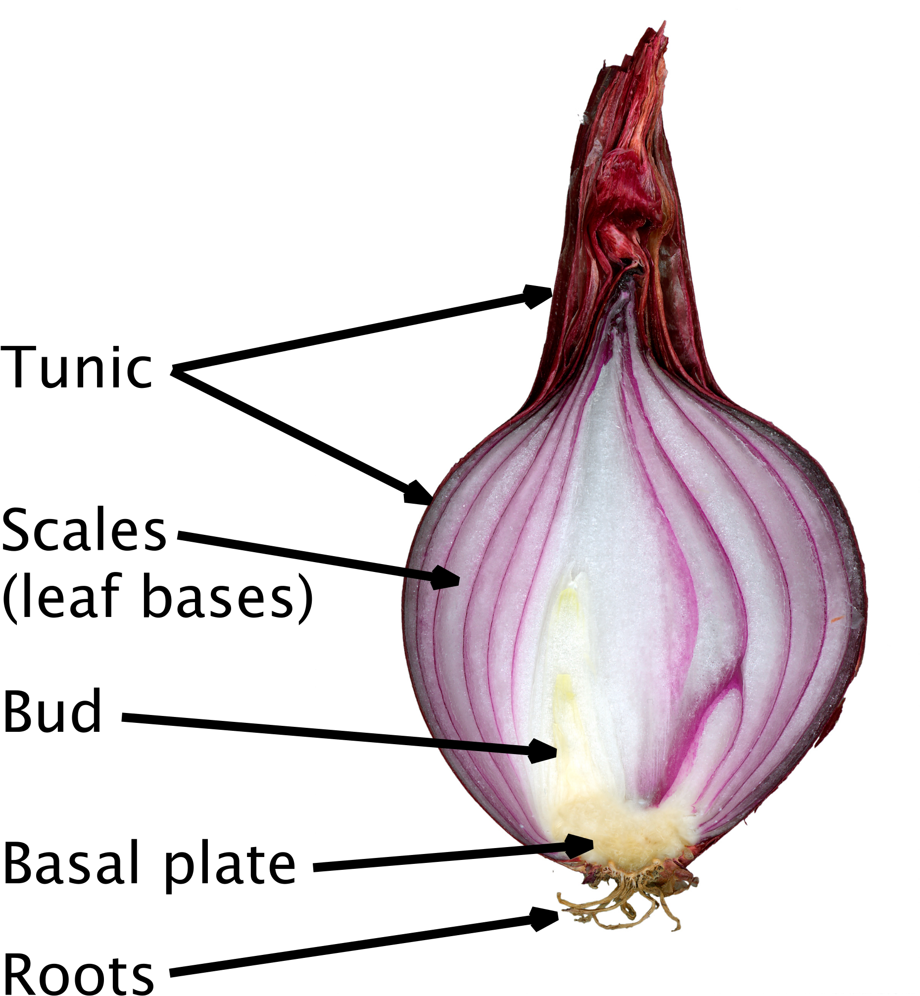 Open - Natural Vegetative Reproduction Bulb (2000x2129), Png Download