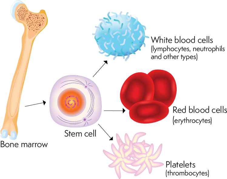 Why Is The Full Blood Count Done - Blood Bone Marrow (759x606), Png Download