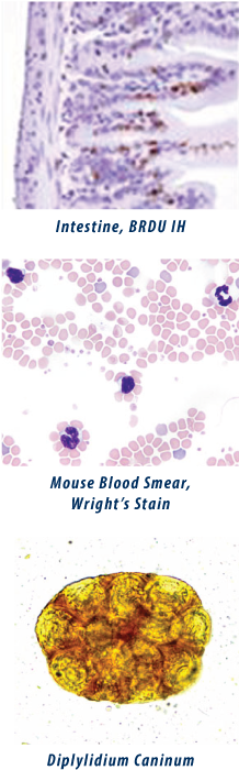 Microscopic Images From Ivac Pathology - Microscope (231x707), Png Download