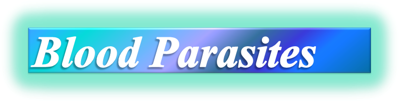 Ahmed, Medical Parasitology Lab - Microsoft Powerpoint (797x203), Png Download