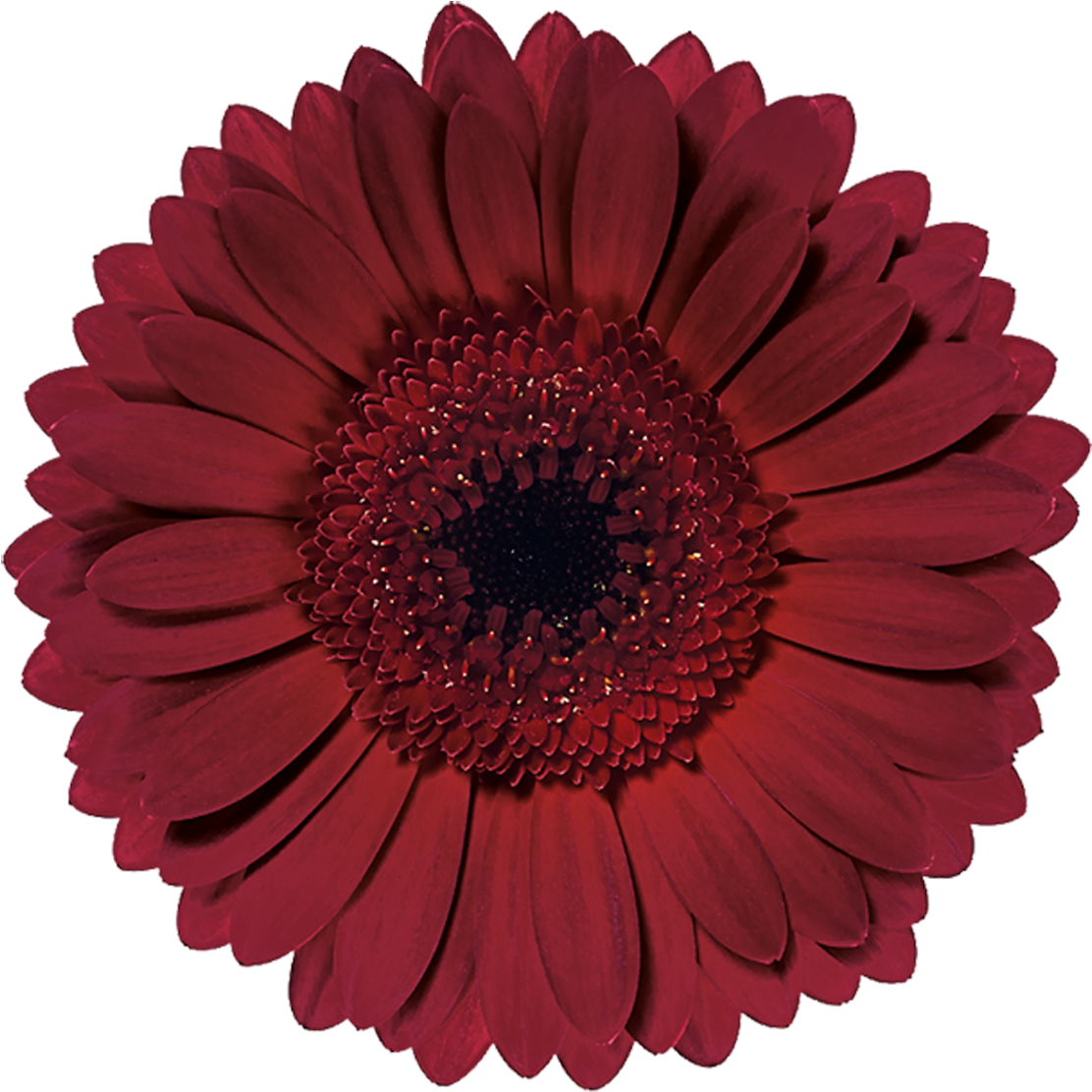 Ladies Night - Vector Graphics (1280x1280), Png Download