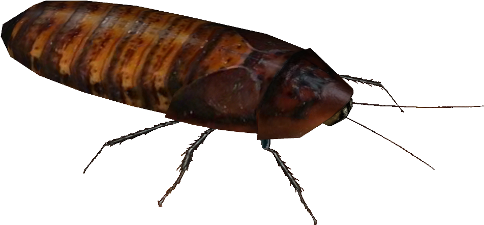 Dubia Roach - Wiki (1000x1000), Png Download