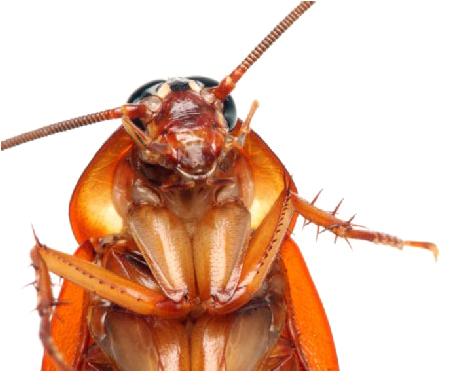 Roach Png Image Background - Cockroach Face Close Up (555x370), Png Download